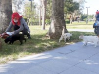 SOKAK HAYVANLARI - Manavgat Belediyesi Sokak Hayvanlarını Unutmadı