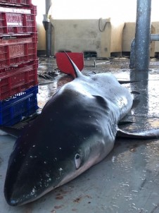 Ordulu Balıkçıların Ağına Yarım Tonluk Köpek Balığı Takıldı