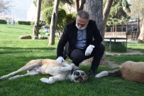 SOKAK HAYVANLARI - Büyükşehir Sokak Hayvanlarını Unutmuyor