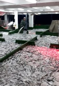 Çanakkale'de 15 Ton Hamsi Yakalandı