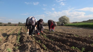 Denizli'den Dünyaya Dağıtılacak Kekikler Ekilmeye Başlandı