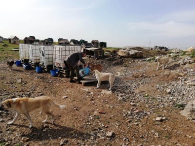 Dilovası'nda Sokak Hayvanları Unutulmuyor