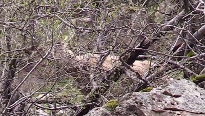 Koruma Altındaki Yaban Keçileri Munzur Vadisi'nde Yiyecek Ararken Görüntülendi