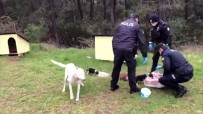 EMNIYET MÜDÜRLÜĞÜ - Polis Ekipleri, Sokak Hayvanlarını Elleriyle Besledi