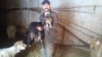 Siirt'te Kar Yağışı Hayvan Sahiplerini Vurdu Haberi