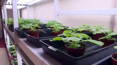 Yeşil Bitki İle Koronavirüs Aşısı Çalışması