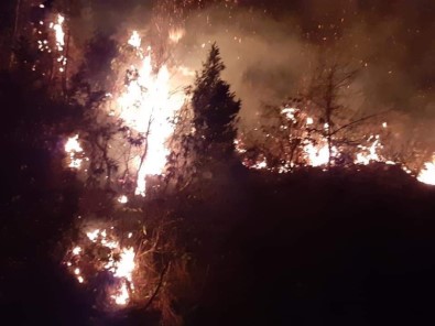 Arhavi'deki Orman Yangını Kontrol Altına Alındı