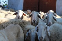 Bu Koyun, Üreticisine Az Maliyetle Çok Verim Elde Ettiriyor Haberi
