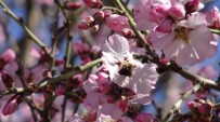 Batman'da Badem Ağaçları Çiçek Açtı