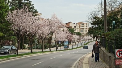 Çiçek Açan Erik Ve Bademler Bursa'ya Baharı Getirdi