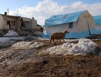 Depremde telef olan hayvanların bedelleri ödenecek