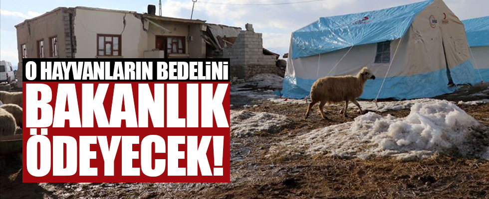 Depremde telef olan hayvanların bedelleri ödenecek