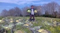 Sakarya'da Lahana Fiyatları Çiftçinin Yüzünü Güldürmedi Haberi
