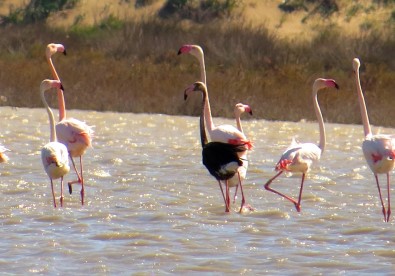 Siyah Flamingo Tekrardan Türkiye'de