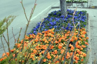 250 Bin Çiçek Toprakla Buluşuyor