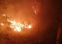 Dikkatsizlik Ormanlık Alanı Tutuşturdu