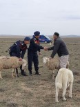 Rus Koyun Hırsızı Yakalandı Haberi