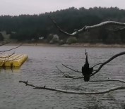 NİLÜFER - 12 Gün Sonra Evden Çıktı, Hayat Kurtardı