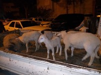 Aliağa'da Çiftçinin Koyunlarını Gasp Eden 5 Kişi Tutuklandı