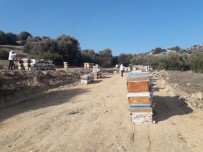 Aydın'da Yaşlı Ve Hasta Çiftçiler, Muhtarlıklara Bilgi Vererek Faaliyetlerine Devam Edebilecek