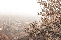AFYONKARAHİSAR VALİLİĞİ - Çiçek Açan Badem Ağaçları Bu Zor Günlerde Umut Oldu