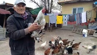 Dışarı Çıkamayan Yaşlı Çiftin Hayvanlarına Muhtar Bakıyor