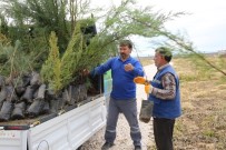 MUHTARLIKLAR - Haliliye'yi Yeşillendirme Çalışmaları