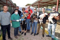 Kozan'da Birbirini Yiyen Köpeklere Çukurova Sahip Çıktı