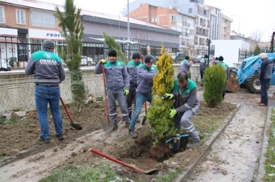 Kütahya Orman Bölge Müdürlüğünden Ağaçlandırma Çalışmaları