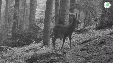 Nesli Tükenen Vaşak Ve Kızıl Geyik Foto Kapanla Görüntülendi