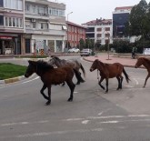 Tekirdağ'da Koronayı Fırsat Bilen Atlar Sokağa İndi Haberi