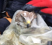 DEREKÖY - Yaralı Şahin Tedavi Altına Alındı