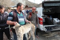 Ahıra Giren Vaşak Tavukları Telef Etti