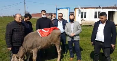 'Biz Bize Yeteriz Türkiyem' Kampanyasına Büyükbaş Hayvanını Bağışladı