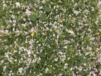 Gercüş'te Ceviz Büyüklüğünde Dolu Yağdı