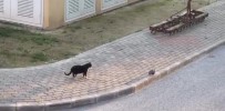 Oyunun Ölçüsünü Kaçıran Kedi, Kumruyu Yaraladı