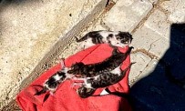 İzmir'de Vicdansızlık Açıklaması Çöpe Atılan Kedi Yavruları Kurtarıldı