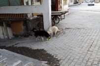 Adilcevaz Belediyesi Sokak Hayvanlarını Unutmadı Haberi