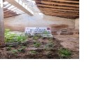 Malatya'da Yasa Dışı Kenevir Ele Geçirildi