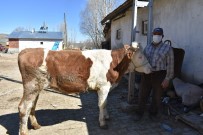 Milli Dayanışma Kampanyası'na 450 Kiloluk Düve Bağışı