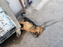 Zehirlenen Köpek Telef Oldu, Vatandaşlar Tepki Gösterdi