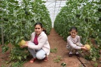 Antalya'da Kavun Hasadı Başladı