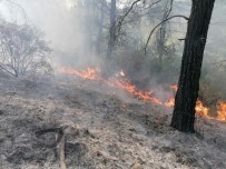 Kaş'ta Orman Yangını