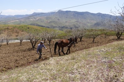 Korona Virüs Bağ Sahiplerini Vurdu