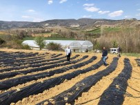 Taşköprü'de 2 Çiftçiye 5 Dekarlık Alana Çilek Fidesi Hibe Edildi