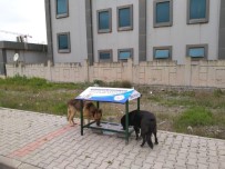 Altınova'da Sokak Hayvanları Unutulmadı