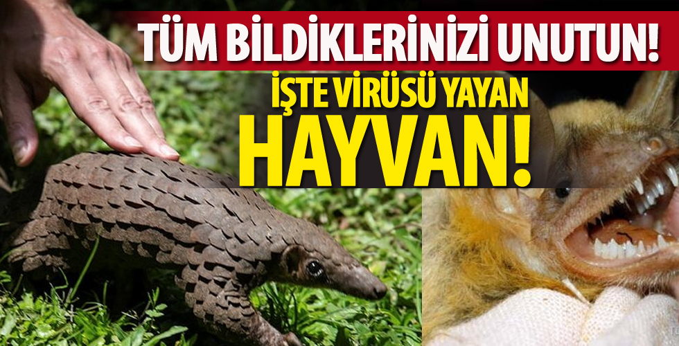 Ne pangolin, ne yarasa… İşte virüsü yayan hayvan!