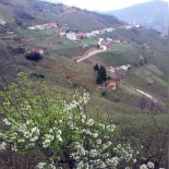 Giresun'da Bir Köy Daha Karantinaya Alındı Haberi