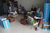 Mut'ta Açık Alanda Erik Hasadı Başladı