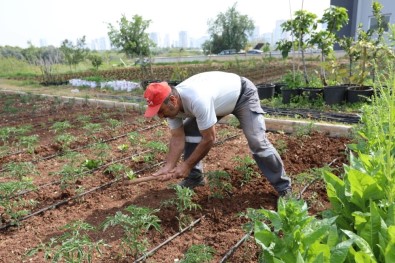 Gönüllüler, Mezitli Belediyesi Aşevi İçin Sebze Üretimine Devam Ediyor